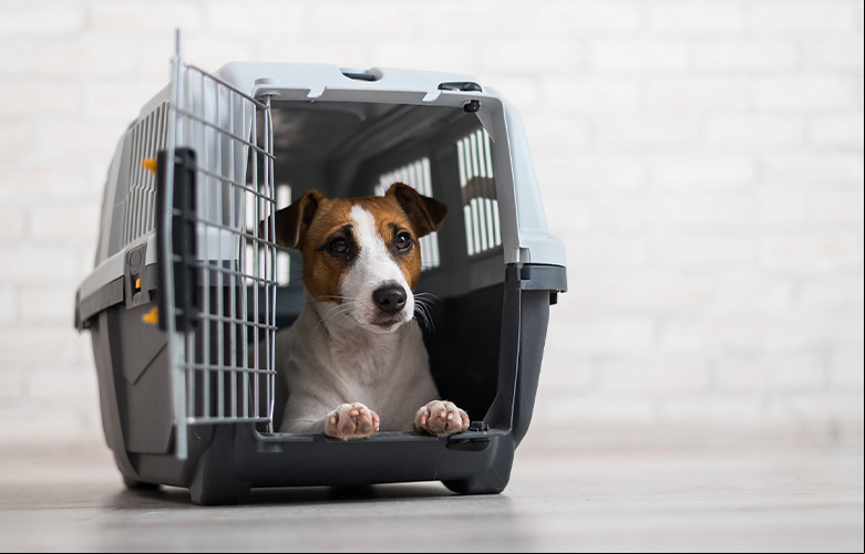 Caixa de Transporte de animais Uma caixa de transporte de cachorro com um cachorro sentado dentro