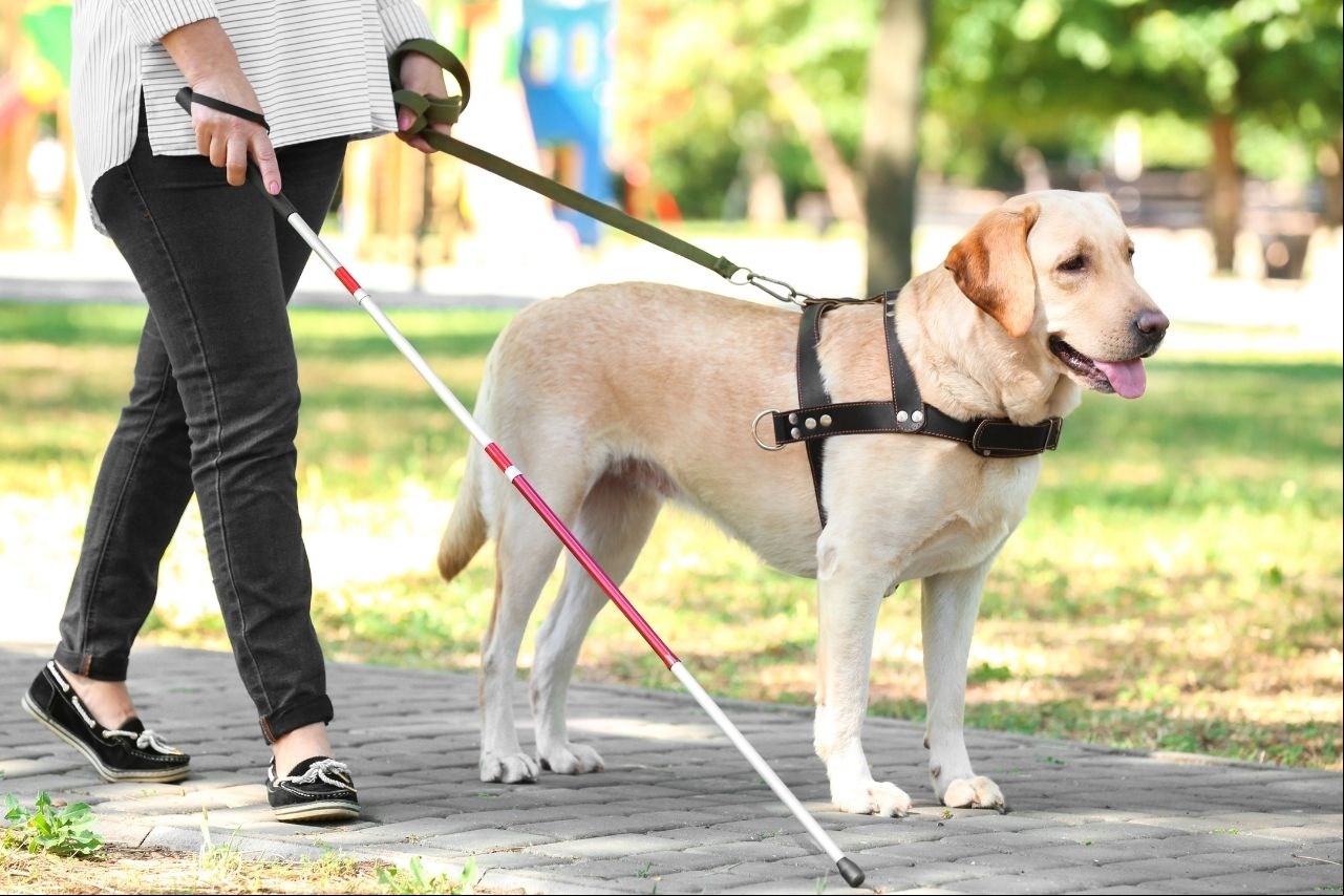 Cão guia Imagem de um cão guia, guiando sua dona
