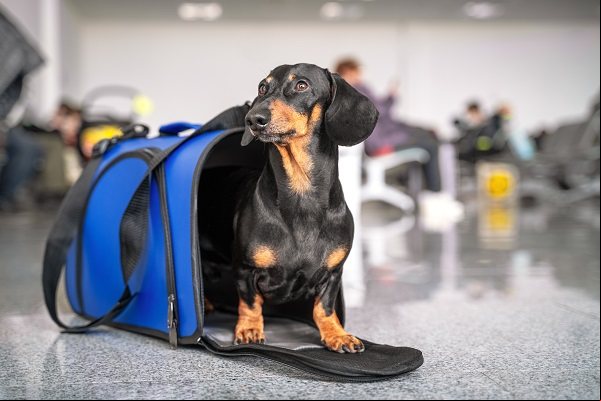 Viagem com animais Imagem de um cachorro em uma bolsa de transporte